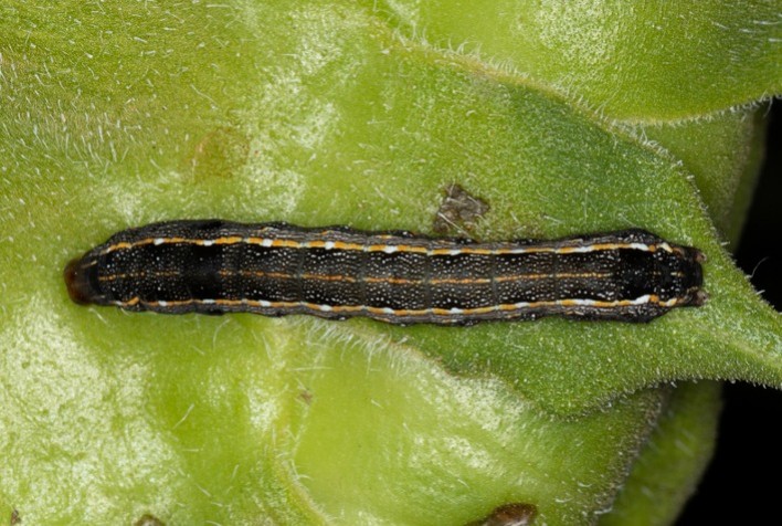 Monitoramento Digital Preverá Aumento da Infestação de Spodoptera e Bicudo do Algodão