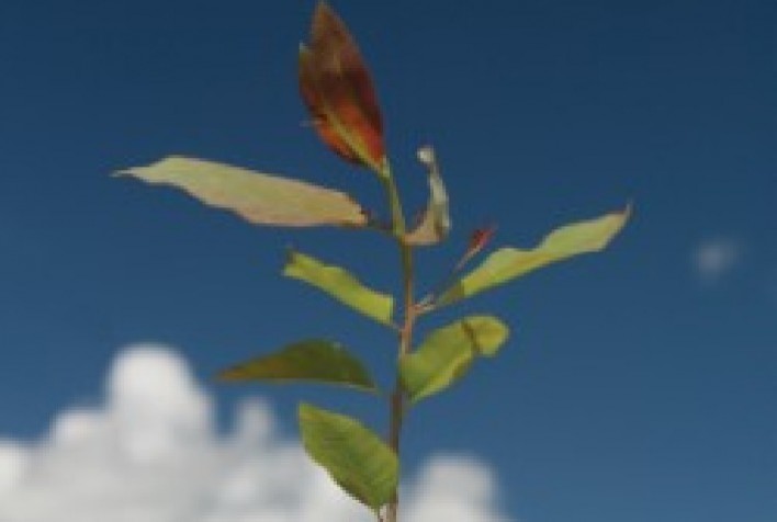 Seca Grave Ameaça o Agro Brasileiro: Inovações Surgem como Solução para Desafios Hídricos