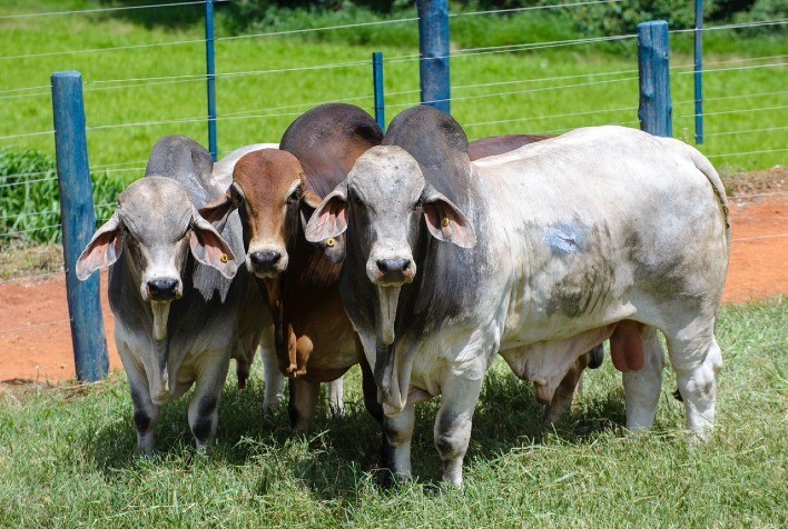 Raça Brahman é Destaque na Feicorte 2024 com Mostra e Aula Prática