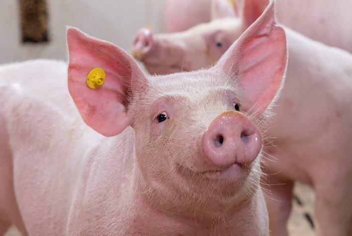 Brasil Conquista Acesso ao Mercado Boliviano para Exportação de Produtos de Reciclagem Animal