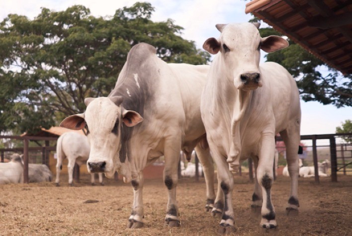 Arroba do boi em alta sinaliza virada no ciclo pecuário