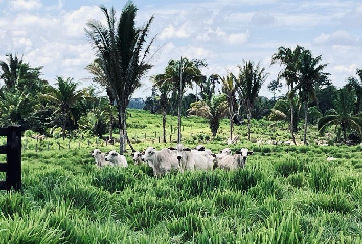 Comissão Europeia propõe adiamento da Lei Antidesmatamento