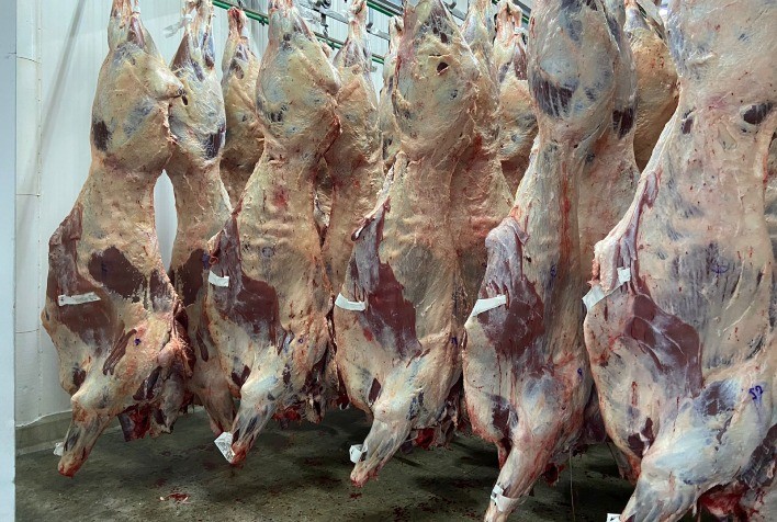 Mercado Pecuário Brasileiro Vive Momento de Crescimento Recorde, com Abates, Exportações e Consumo Interno em Alta