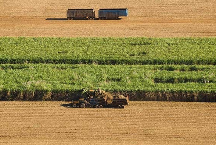 Raízen anuncia venda de até 900 mil toneladas de cana-de-açúcar por R$ 381 milhões