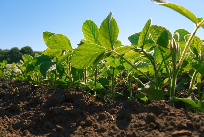 Plantio de soja atinge 80% da área no Brasil, com foco no Sul e Matopiba