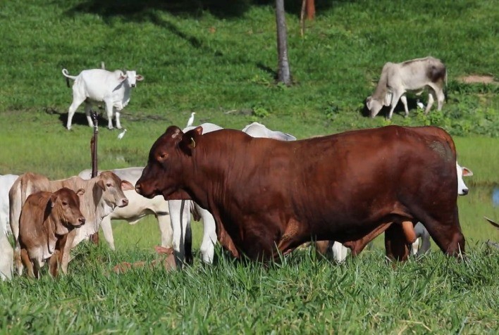 Feicorte 2024 destaca o potencial da raça Santa Gertrudis no cruzamento industrial