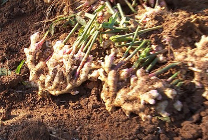 Agricultor do Espírito Santo registra nova variedade de gengibre após seleção natural em sua propriedade