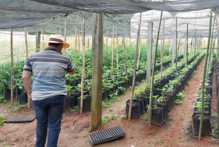 Fiscalização do Mapa no Vale do Paraíba Apreende Mudas e Sucos Irregulares