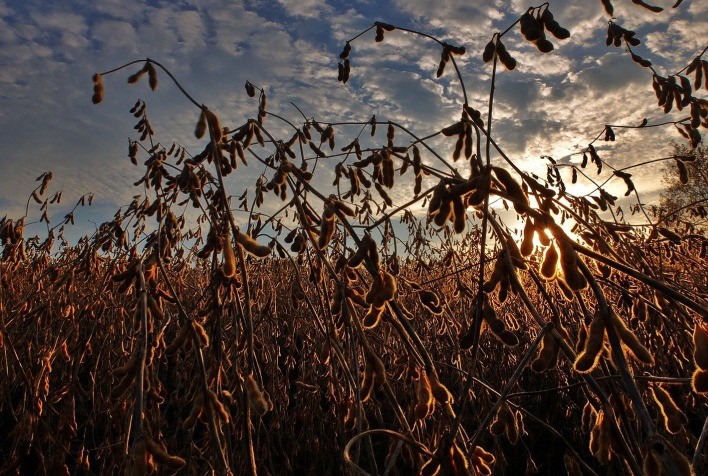 Projeção da Abiove Indica Recorde de Produção de Soja no Brasil em 2025