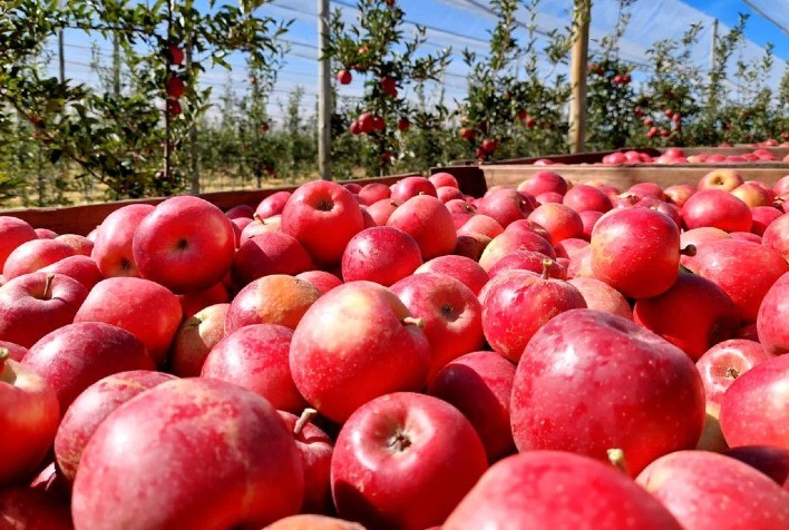 Safra 2024/25 da Maçã Eva: Colheita Prevista para Dezembro com Expectativa de Menor Produção