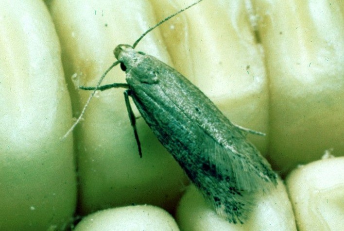 Traça-dos-Cereais: o Desafio Silencioso no Armazenamento de Grãos