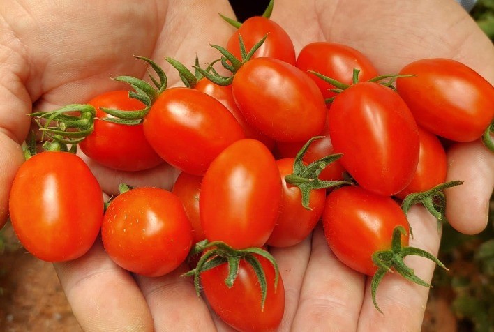 Tomate grape simplifica manejo e abre portas para pequenos e médios produtores no mercado gourmet