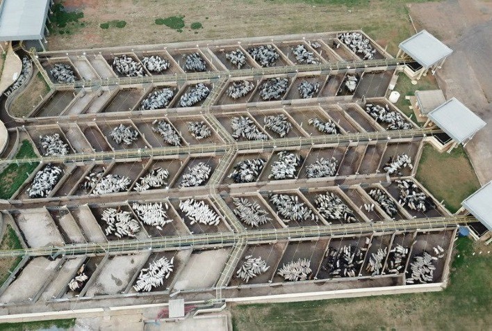 Histórica etapa do Circuito Nelore de Qualidade avalia mais de 3 mil animais em Mato Grosso