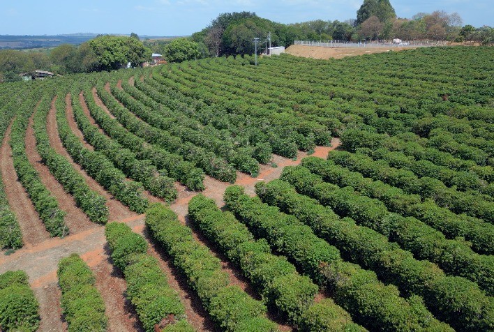 Irrigação é a chave para salvar a produção de café arábica em 2025