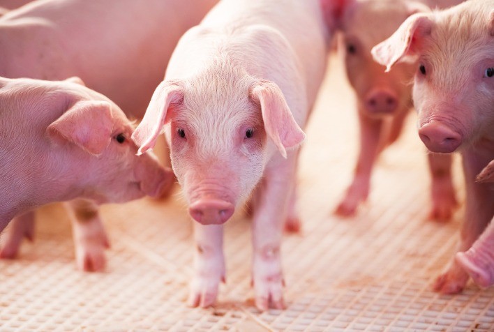 Nutrição pós-desmame: fator crítico para a produtividade na suinocultura