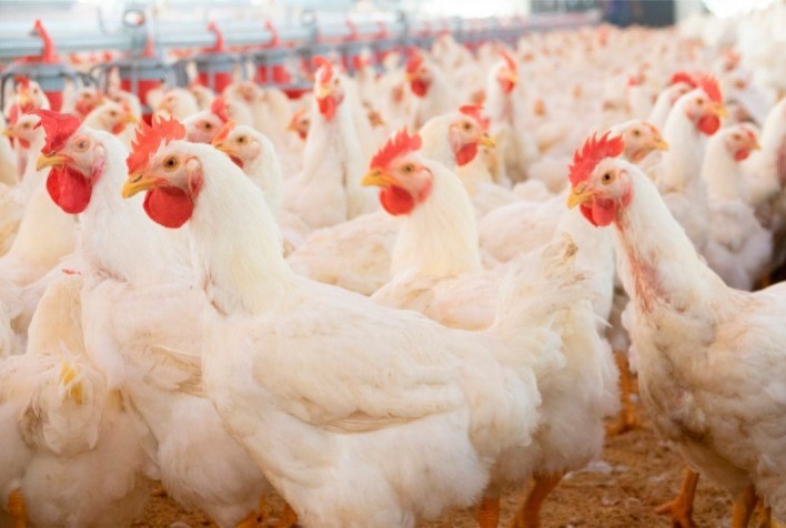 Altas Temperaturas Impactam Aves e Exigem Manejo Cuidadoso