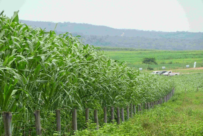 Sistema Diamantino: Pastagem renovada com viabilidade econômica e sustentabilidade para a pecuária