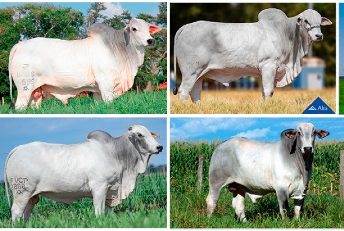 Reprodução Programada da ANCP Apresenta Touros Jovens para Impulsionar o Melhoramento Genético da Pecuária