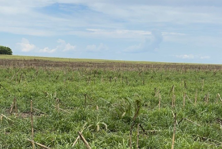 Consórcio de Culturas Eleva Sustentabilidade e Produtividade no Campo