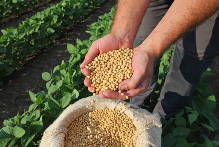 Manejo Eficiente Contra Doenças é Crucial para a Safra de Soja 2024/25