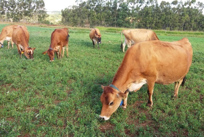 Bem-Estar Animal: Um Pilar para a Sustentabilidade do Setor Leiteiro no Brasil
