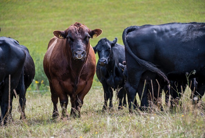 Prevenção e Controle de Bernes em Bovinos: Cuidados Essenciais para Evitar Danos