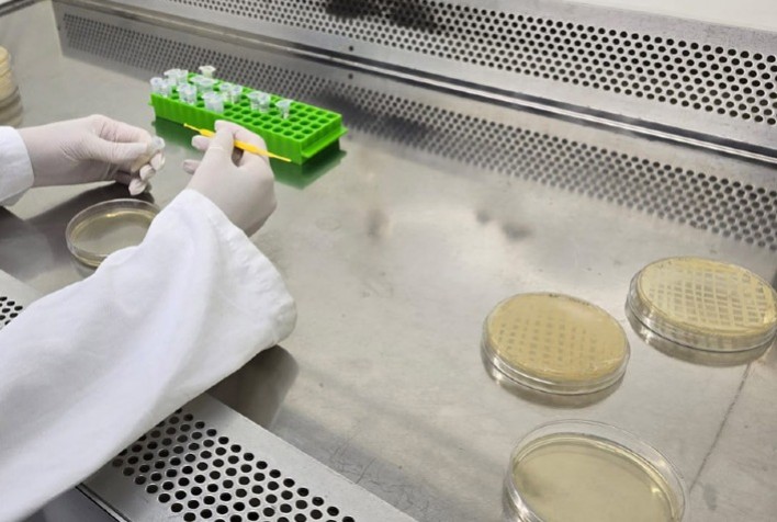 Estudo Avalia Viabilidade Econômica de Biofábrica para Produção de Bioinseticidas à Base de Bacillus thuringiensis (Bt)