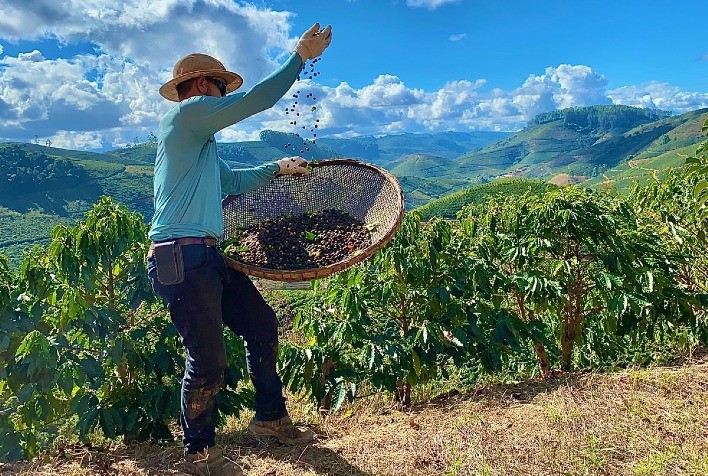Cresce o Uso de Fertilizantes Organominerais na Cafeicultura Brasileira