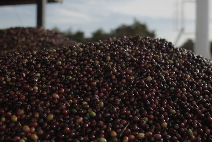 Cerrado Mineiro Avança no Mercado Global com 2º Leilão Virtual de Café