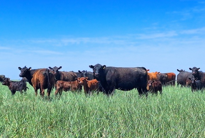 Minerva Foods Anuncia Participação na Feicorte 2024