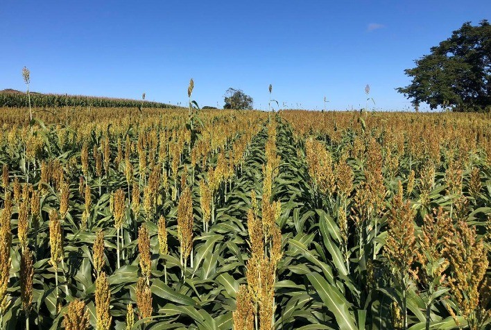 Inovação no Controle de Invasoras: Sipcam Nichino Revoluciona o Manejo de Plantas Daninhas em Milho e Sorgo