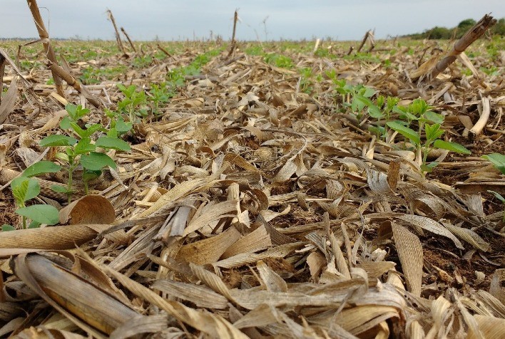 Potencial de Sequestro de Carbono nas Américas Através de Práticas Agropecuárias Sustentáveis