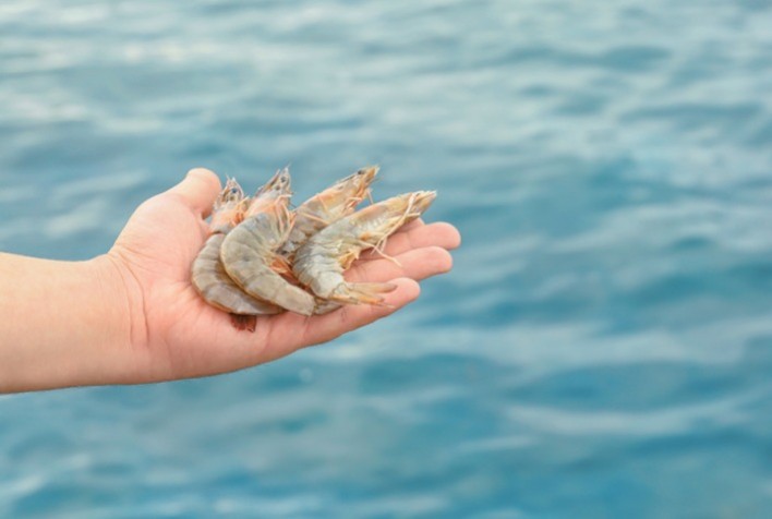 ADM Apresenta Inovações para o Cultivo de Camarões Durante a FENACAM