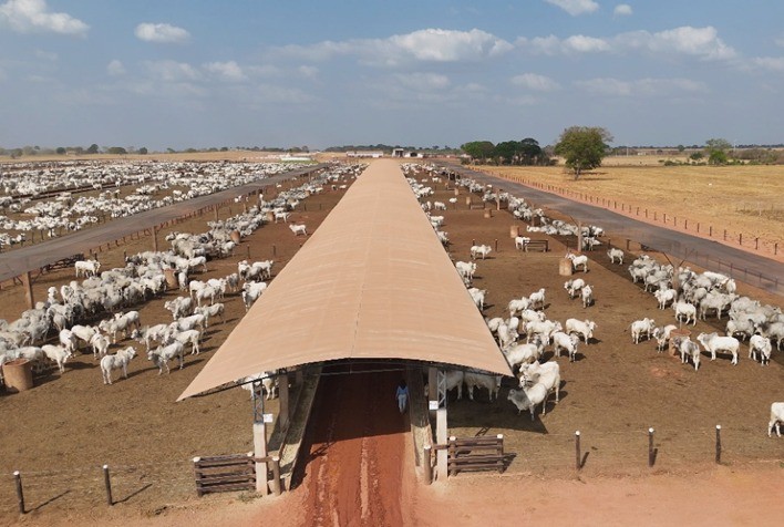 Fazenda do Maranhão Conquista Certificação Ouro em Bem-Estar Animal e Destaca Qualidade na Produção de Bovinos
