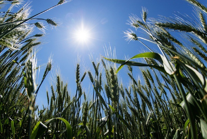 Mercado Brasileiro de Trigo Registra Poucos Negócios devido ao Feriado e Incertezas na Oferta