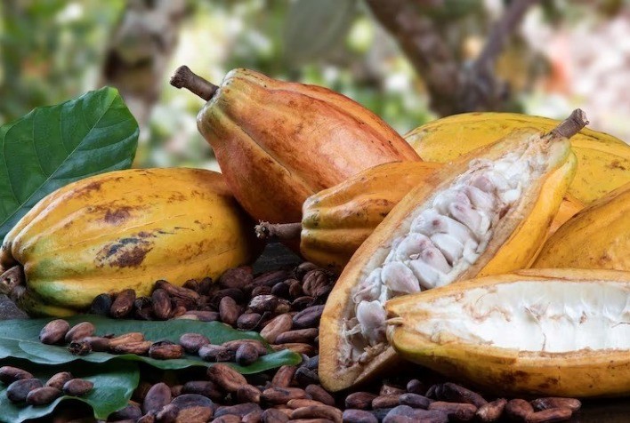 Bahia, Espírito Santo, Pará e Rondônia Disputam Título de Melhor Cacau do Brasil