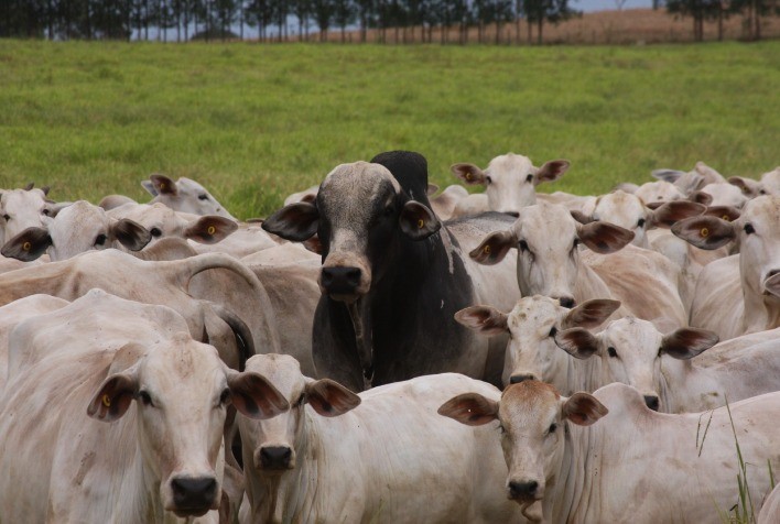 ANCP atinge marco histórico com 400 mil animais genotipados e reforça liderança em genética bovina