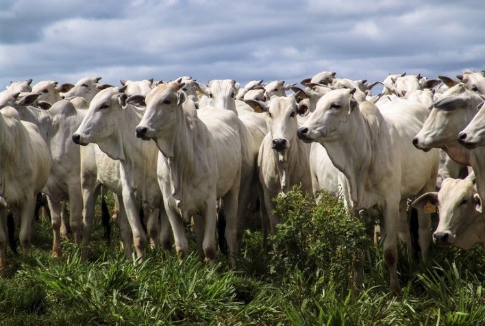 Mercado do boi gordo registra alta em São Paulo e no Triângulo Mineiro