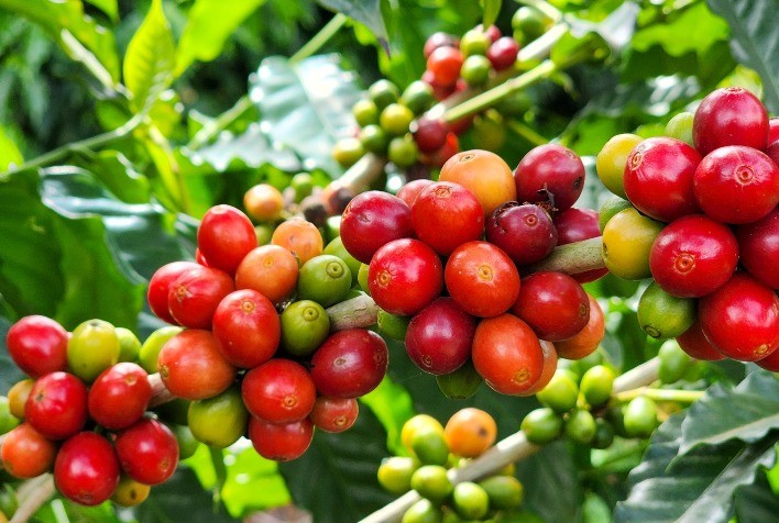 Café Mineiro Alcança Novo Recorde nas Exportações e Ganha Reconhecimento Global