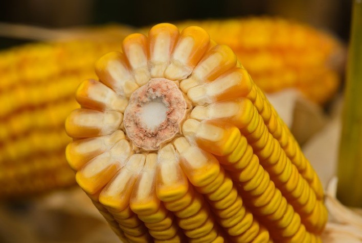 Preço do milho no Mato Grosso registra alta de 61,9% em relação a 2023