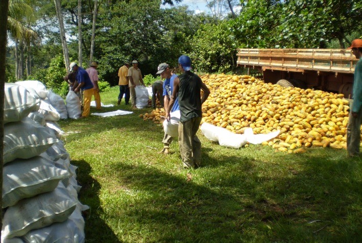 Pará lidera expansão da cacauicultura com distribuição de sementes híbridas