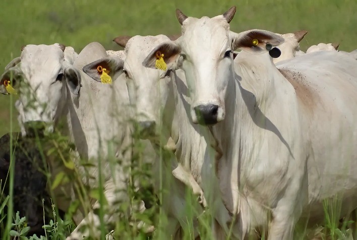 Oferta restrita e demanda aquecida impulsionam preços do boi no mercado