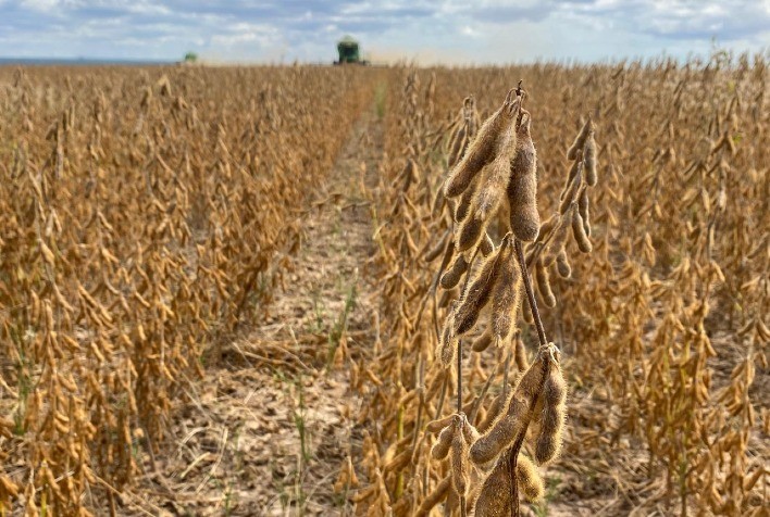 Bioestimulantes impulsionam a produtividade da soja no Brasil