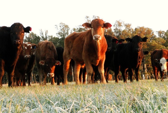 Aumento de Infestações por Carrapatos Preocupa Pecuaristas: Saiba Como Proteger o Rebanho