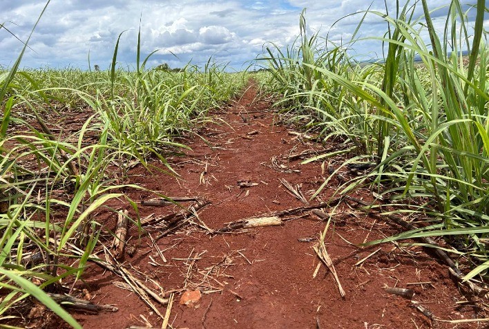 Escolha de Herbicidas é Essencial para Recuperação da Cana-de-Açúcar Após Estiagem e Queimadas