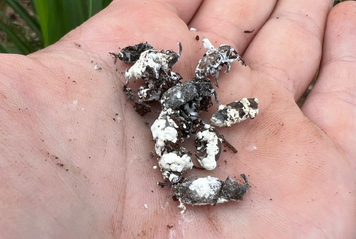 Bicudo-da-cana ameaça a produtividade dos canaviais e pode reduzir até 30 toneladas por hectare