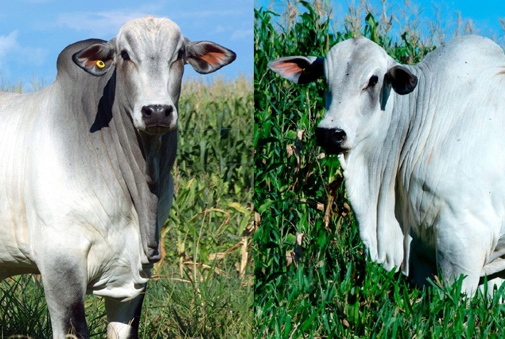 Touros da CV Nelore Mocho se destacam na Reprodução Programada da ANCP, comprovando excelência genética