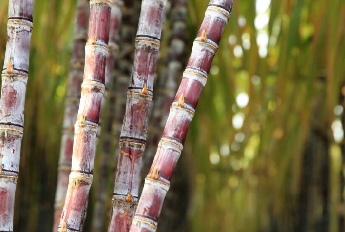 Desafios Climáticos e Oportunidades na Safra de Cana-de-Açúcar 2025/2026: O Caminho para Aumentar a Produtividade