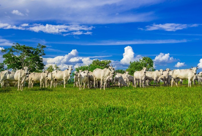 Futuro da Pecuária Brasileira: Estudo Inédito Revela Desafios e Oportunidades do Setor