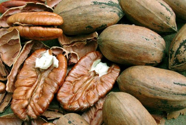 Escolha e armazenamento de noz-pecã: cuidados essenciais para a ceia de Natal e Ano Novo